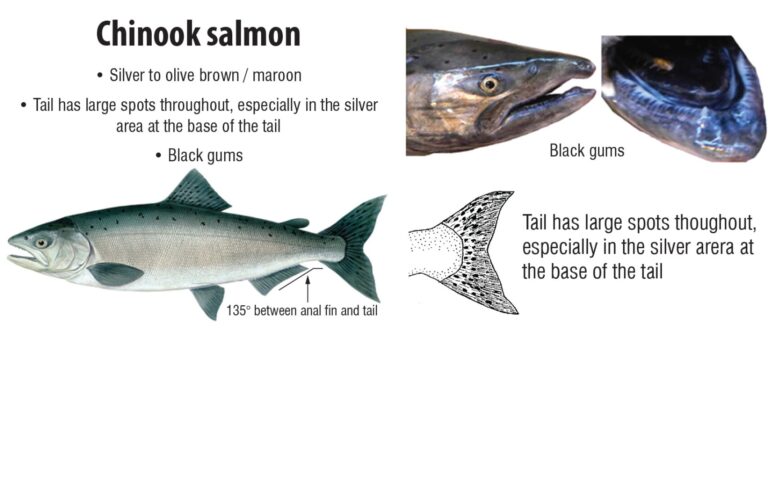 Coho vs Chinook: Salmon Showdown in the Kitchen